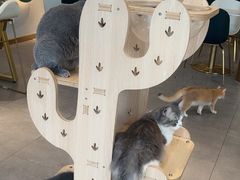 -飞行喵MR PILOT|猫舍·猫咖(静安大融城店)