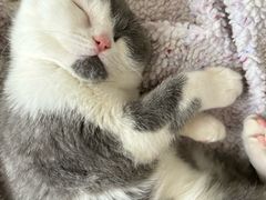 -pd派德宠物中心医院24H急重症·眼科中心·血液透析中心(嵩山北路店)