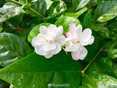 -中华茉莉园