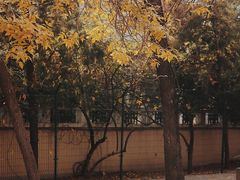 -三里屯东五街银杏大道