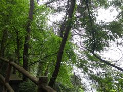 -铁山坪森林公园