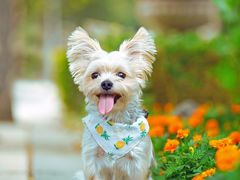 -超宠爱宠物摄影-Super pet