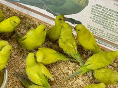 -帕帕拉兹宠物(亚洲旗舰店)