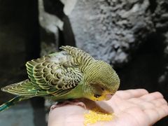 -zoonana室内动物园(东方福来德店)