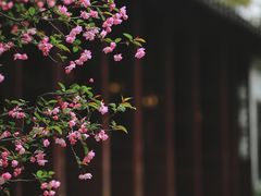 -留园