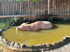 -泉州海丝野生动物世界