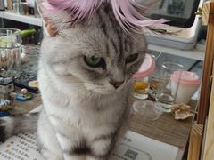 -平行世界·猫咖(首经贸店)