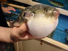 -天正河鲀·河豚亭(大连店)