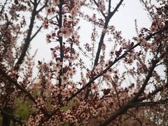 -东升八家郊野公园