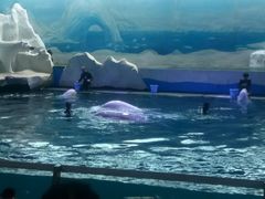 -秦皇岛乐岛海洋王国