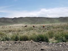 -新疆天山野生动物园