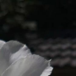 -凡碧诗毛孔收细