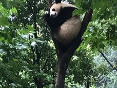 -都江堰中华大熊猫苑