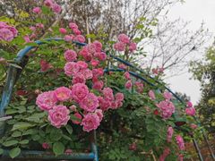 -铁山坪森林公园