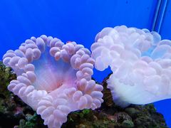 -海合安武汉极地海洋公园
