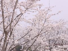 -羊山湖公园