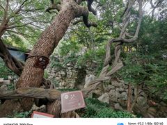 -绮园景区