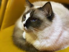 -猫色咖啡·猫咖