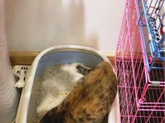 -猫的天空之城概念书店(杭州南宋御街店)