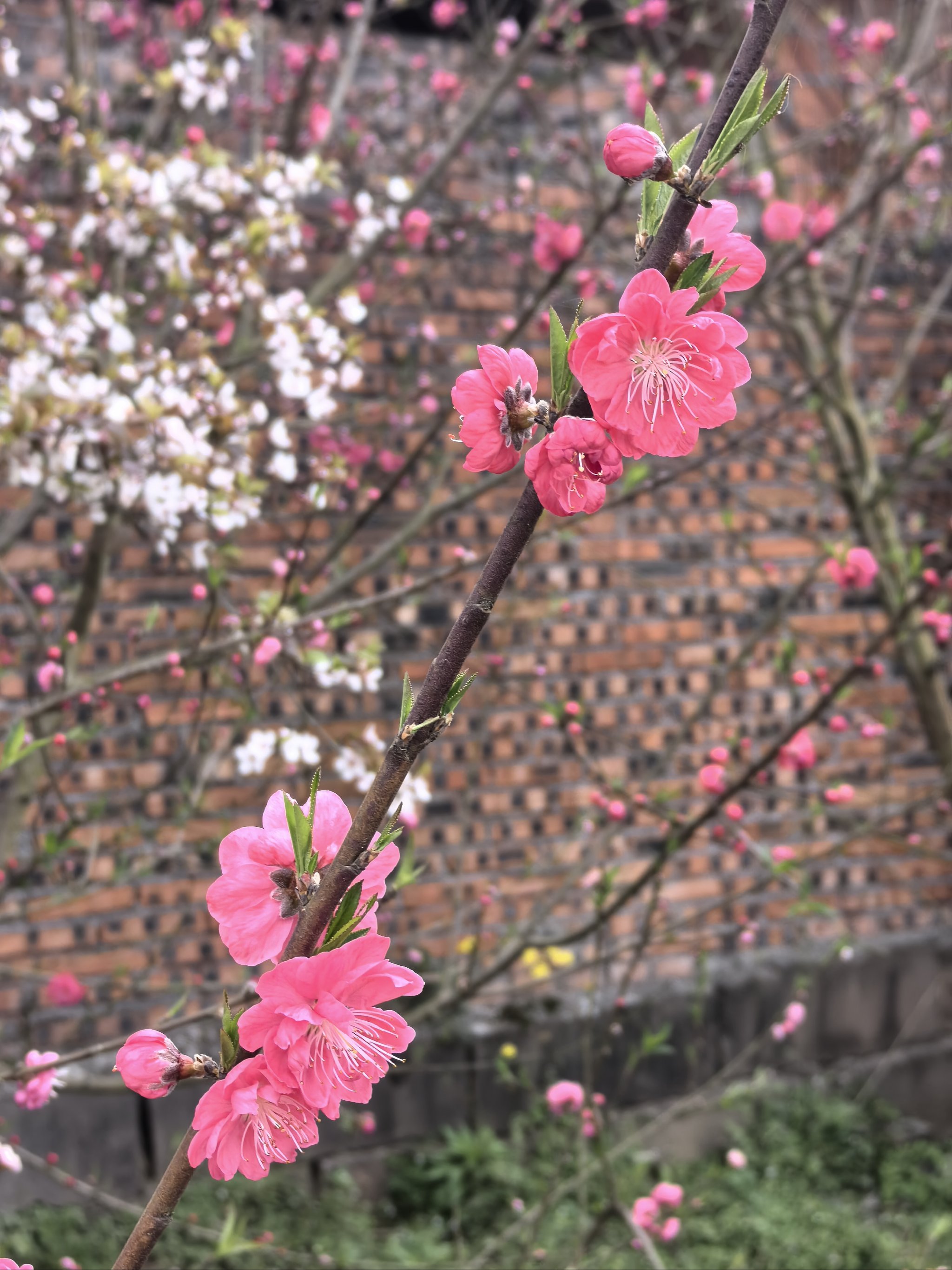 桃花李花梨花图片