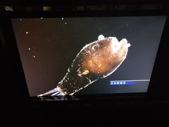 -同济大学四平路校区深海探索馆