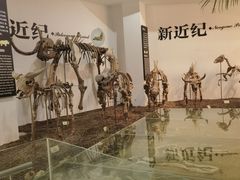 -烟台自然博物馆