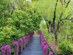 -南汇桃花村