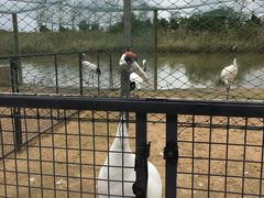-盐城丹顶鹤湿地生态旅游区