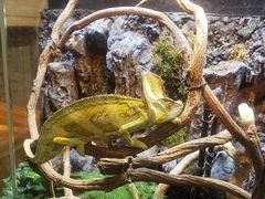 -上海大自然野生昆虫馆(东方明珠·爬宠昆虫探索中心)