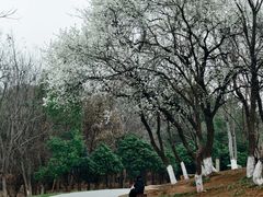 -盘龙城国家考古遗址公园