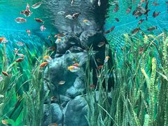 -上海海洋水族馆