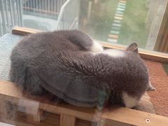 -宁波九龙湖开元度假村
