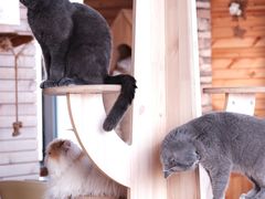 -猫的茶·猫咖