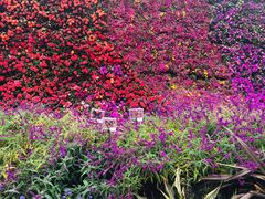 -重庆市江北嘴中央商务区中央公园