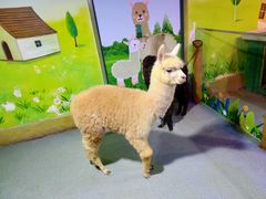 -梦幻海洋王国(吾悦广场张家港店)