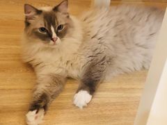 -滚猫咖啡·猫咖·猫友好撸猫(未来城店)