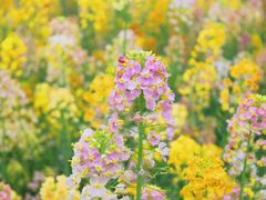 -中国天府农业博览园