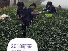 2018新茶采摘中～-龙湖东院农庄(乡间小路店)
