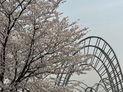 -顾村公园