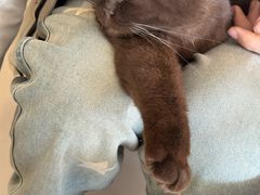 -平行世界·猫咖(首经贸店)