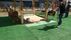 -萌宠亲子动物乐园(槐房万达店)