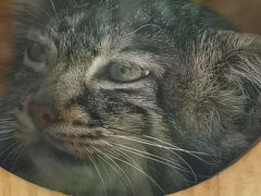 -青藏高原野生动物园