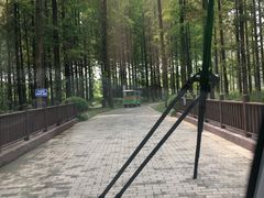 -黄海国家森林公园