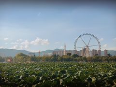 -庾园