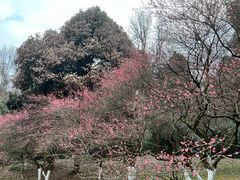-杭州植物园