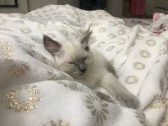 -天宠宠物医院24小时·急重症诊疗中心·全科·腔镜特色(和平分院)