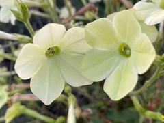 -上海植物园-4号门售票处