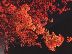 -武汉大学-樱园