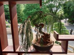 -深圳仙湖植物园