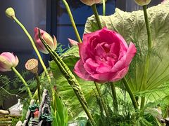 -大理实力希尔顿酒店•御玺中餐厅